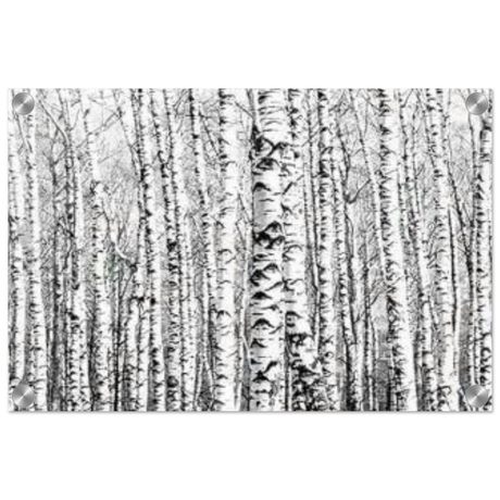 Winter Birch – A Minimalist Forest Escape Wall art - Acrylic Print - 30x45 cm / 12x18″ - 