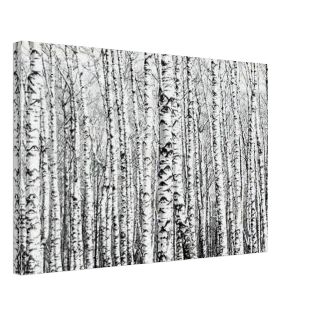 Winter Birch – A Minimalist Forest Escape Wall art - Canvas - 40x60 cm / 16x24″ - 