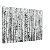 Winter Birch – A Minimalist Forest Escape Wall art - Canvas - 40x60 cm / 16x24″ - 