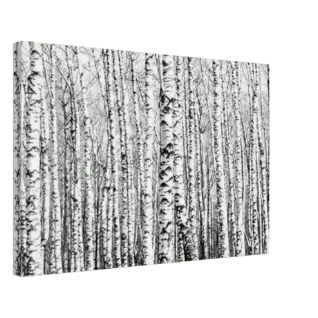 Winter Birch – A Minimalist Forest Escape Wall art - Canvas - 40x60 cm / 16x24″ - 