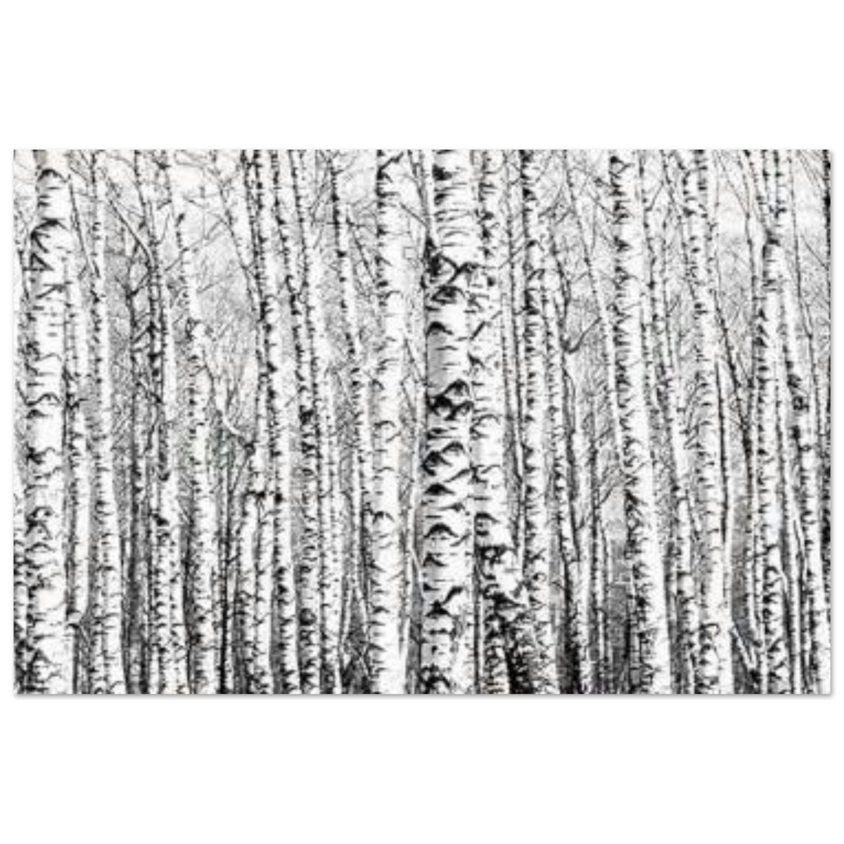 Winter Birch – A Minimalist Forest Escape Wall art - Aluminum Print - 50x75 cm / 20x30″ - 