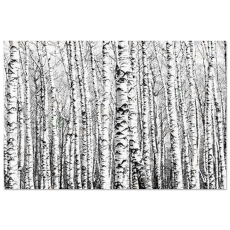 Winter Birch – A Minimalist Forest Escape Wall art - Aluminum Print - 50x75 cm / 20x30″ - 